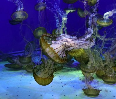 Japanese Sea Nettle Jellyfish