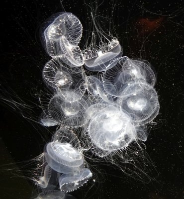 Crystal Jellies