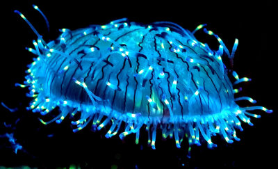 Flower Hat Jellyfish