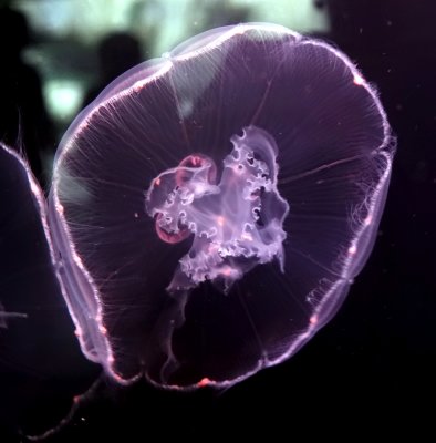 The Medusa stage of a Moon Jelly