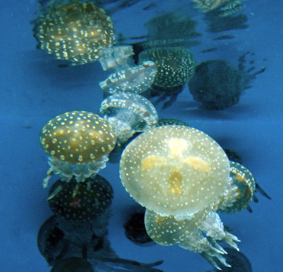 Spotted Lagoon Jellies