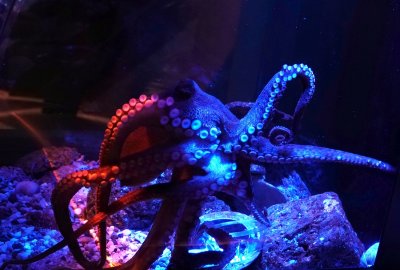 Octopus