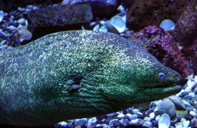 Moray Eel
