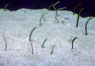 Garden Eels