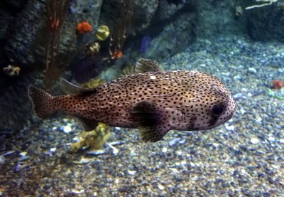 Spotted Porcupine Fish