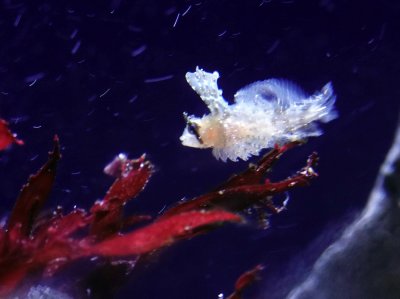 Juvenile Sailfin Sculpin