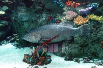 Queensland Grouper