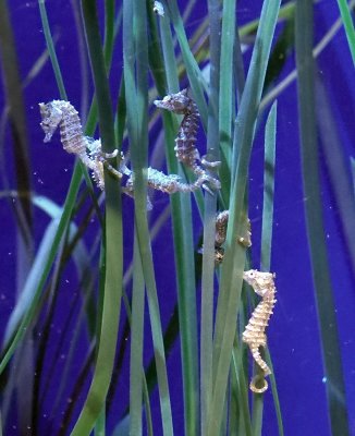 Dwarf Seahorse