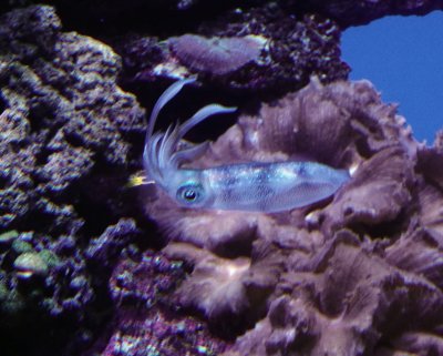 Squid