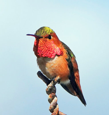 Rufus Hummingbird