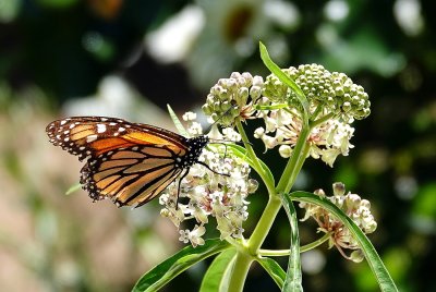 Monarch