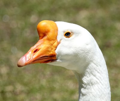 Chinese Snow Goose