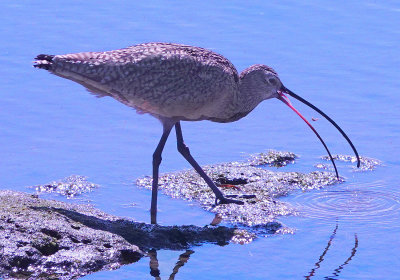 Long-billed Curlew