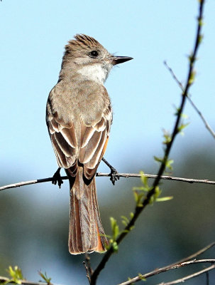 Ash-throated Flycatcher