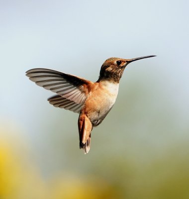 Rufous Hummingbird