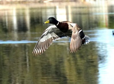 Mallard Duck