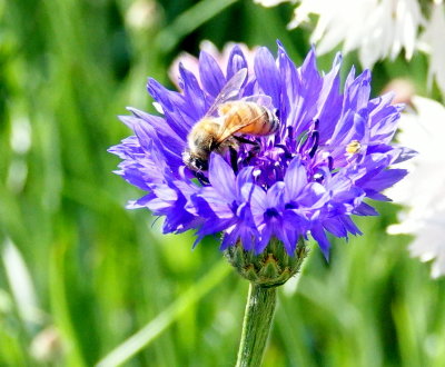 Honey Bee on Cornflower Blossom