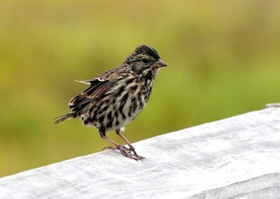 Belding's Savannah Sparrow