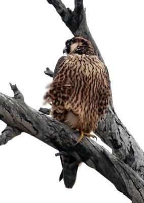 Juvenile Peregrine Falcon