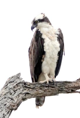 Osprey #1