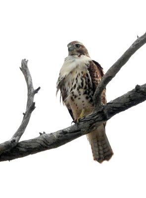 Red-tailed Hawk