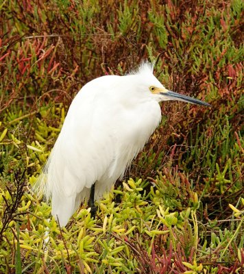 Snowy Egret