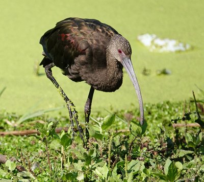 White-faced Ibis