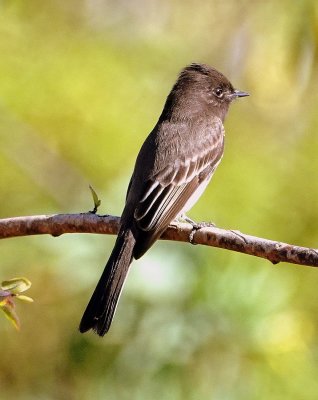 Ash-throated Flycatcher