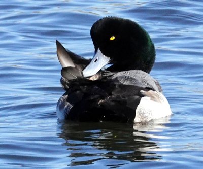 Greater Scaup