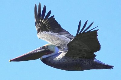 Brown Pelican