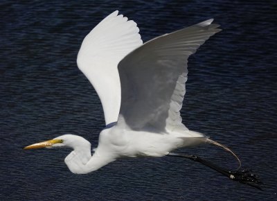 Great Egret