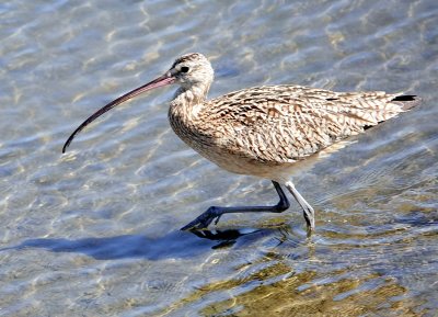 Long-billed Curlew