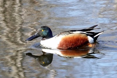 Northern Shoveler