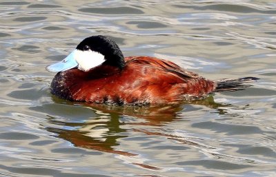 Ruddy Duck