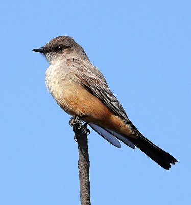 Say's Phoebe