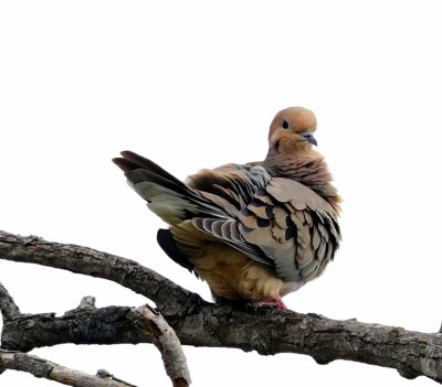 Mourning Dove