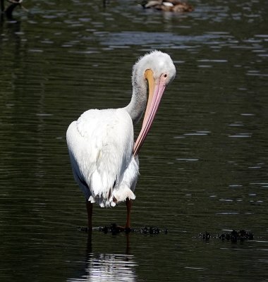 American White Pelican