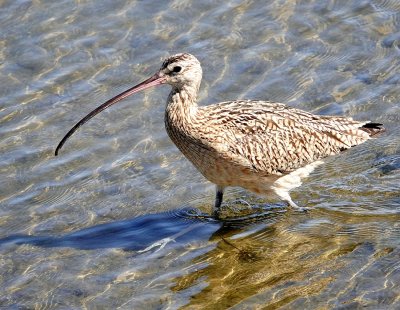 Long-billed Curlew