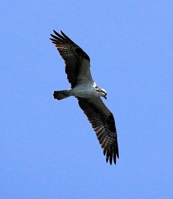 Osprey