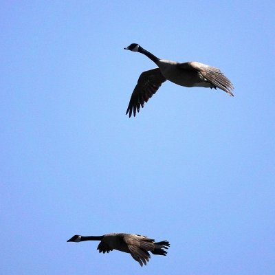 Canada Geese