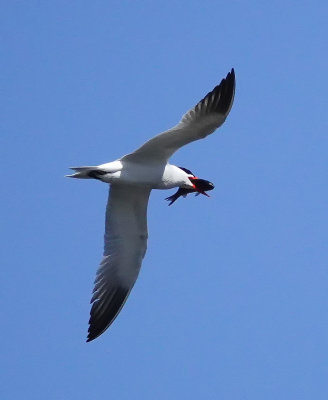 Caspian Tern