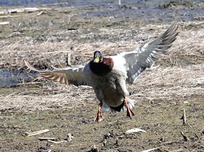 Male Mallard Landing