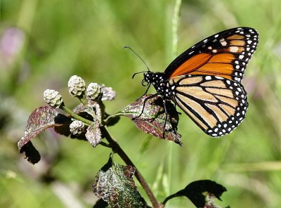 Butterflies