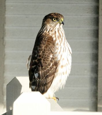 Some type of hawk right outside my window