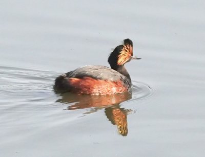 Eared Grebe