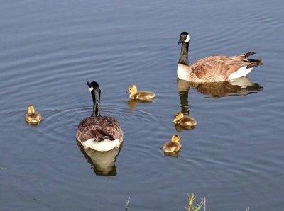 Canada Goose Family