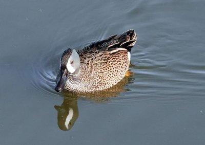 Blue-winged Teal