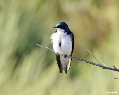 Tree Swallow