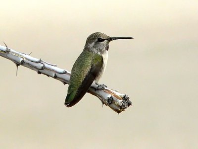 A Costas Hummingbird