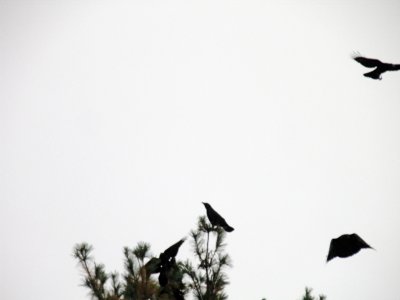 Crows 2